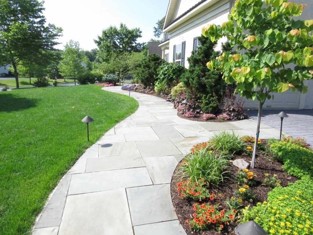 Unique Tall Landscaping Trees for Large Space